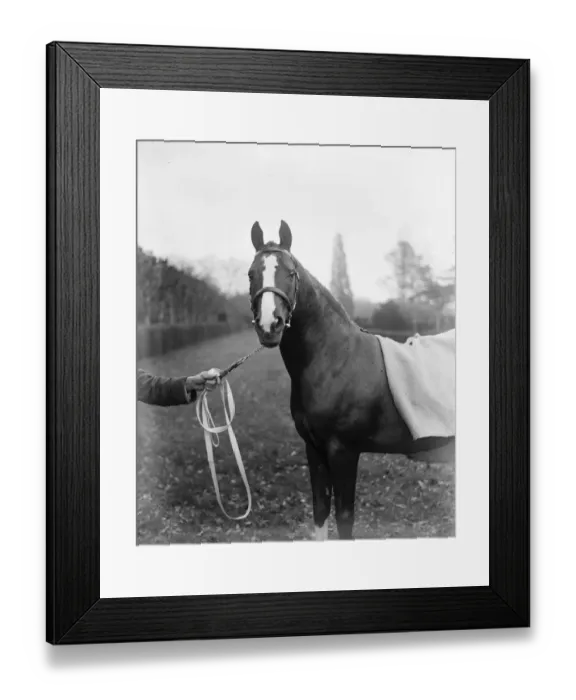 Framed Print : Lady Wentworths Arab Thouroughbreds Crabbet Park Stud, a horse breeding farm Framed Print : Lady Wentworths Arab Thouroughbreds Crabbet Park Stud, a horse breeding farm