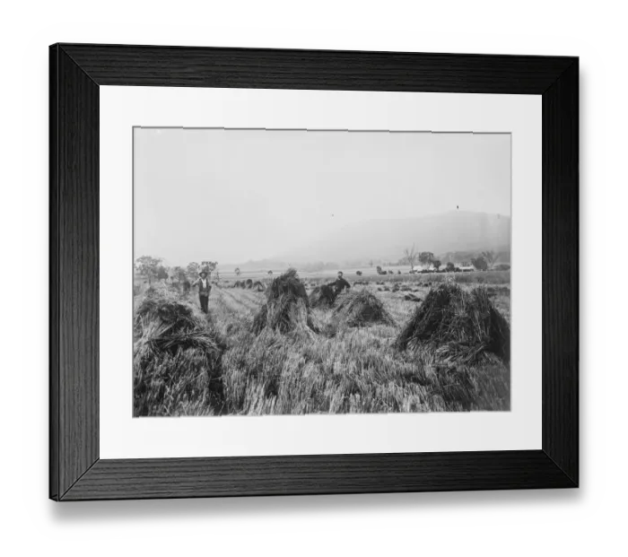 Framed Print : Wheat farm, Killarney Railway, Queensland. 23 March 1923 Framed Print : Wheat farm, Killarney Railway, Queensland. 23 March 1923