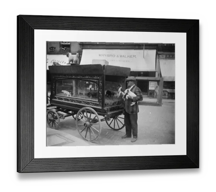 Framed Print : Collecting the dog boarders. An enterprising dog fancier at Cambridge collects Framed Print : Collecting the dog boarders. An enterprising dog fancier at Cambridge collects