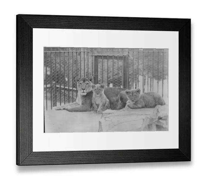 Framed Print : New Zealand zoo lion cubs. A study of New Zealand lion cubs in the municipal zoo Framed Print : New Zealand zoo lion cubs. A study of New Zealand lion cubs in the municipal zoo