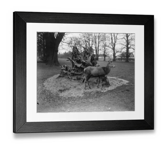 Framed Print : Bushey Park, United Kingdom. A deer surveys the wondrous scene as a result of the gale Framed Print : Bushey Park, United Kingdom. A deer surveys the wondrous scene as a result of the gale