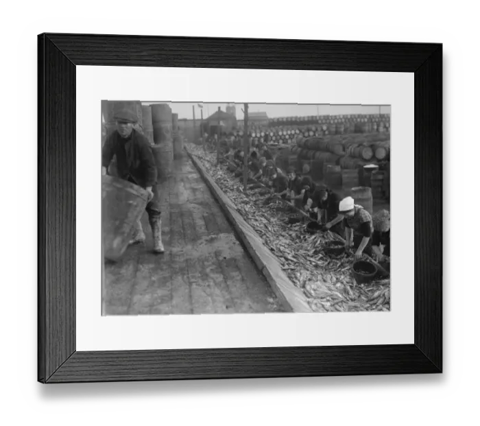 Framed Print : Herring harvest at Lowestoft Scotch fisher girls gutting and packing the fish Framed Print : Herring harvest at Lowestoft Scotch fisher girls gutting and packing the fish