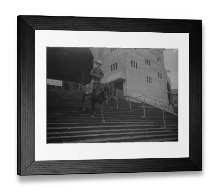 Framed Print : A clever cow horse at Wembley. A rodeo cowboy at Wembley showing the skill of his Framed Print : A clever cow horse at Wembley. A rodeo cowboy at Wembley showing the skill of his
