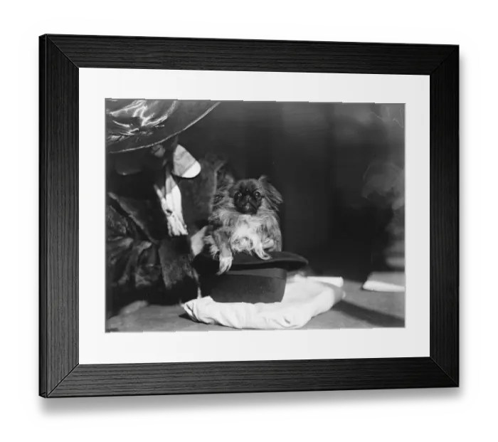 Framed Print : Pekinese club championship show at the Royal Horticultural Hall. Mrs J E Sandermann Framed Print : Pekinese club championship show at the Royal Horticultural Hall. Mrs J E Sandermann