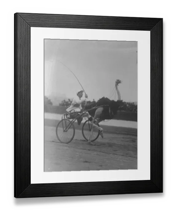 Framed Print : Wher Trotting birds took the place of Horses The finish of an exciting race Framed Print : Wher Trotting birds took the place of Horses The finish of an exciting race