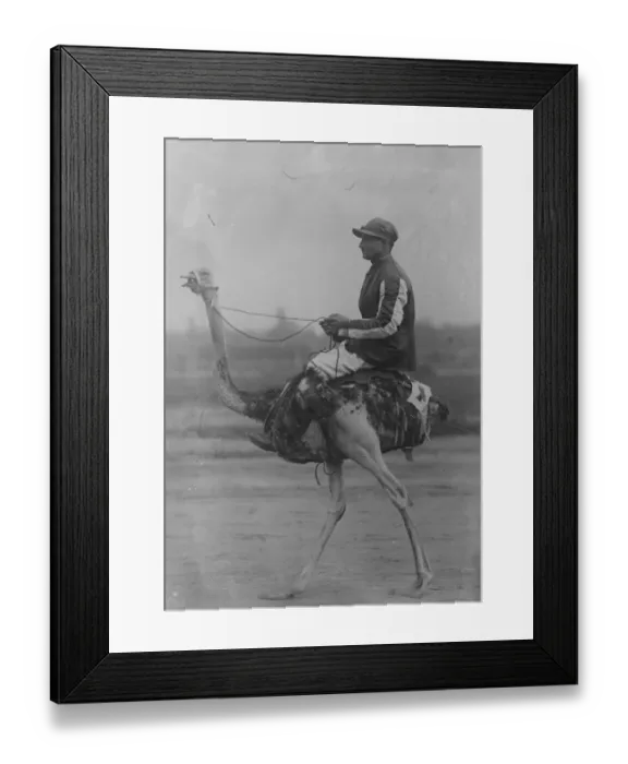 Framed Print : Czecho Slovakias ostrich derby at Prague Great Sport, the winner going down
