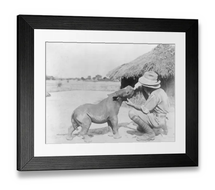 Framed Print : Baby rhino likes the bottle. A picture of a 2 months old baby rhino being fed Framed Print : Baby rhino likes the bottle. A picture of a 2 months old baby rhino being fed