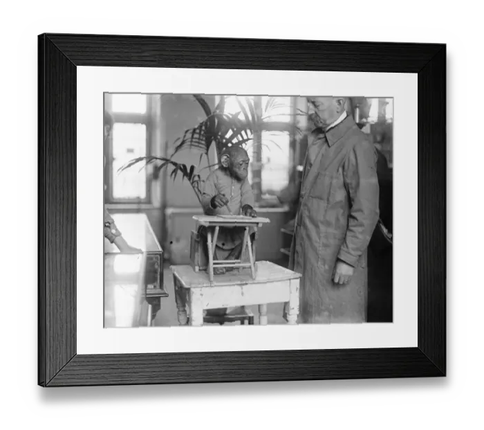 Framed Print : John Willie, the wonderful chimpanzee at Derry and Toms zoo 18 June1921