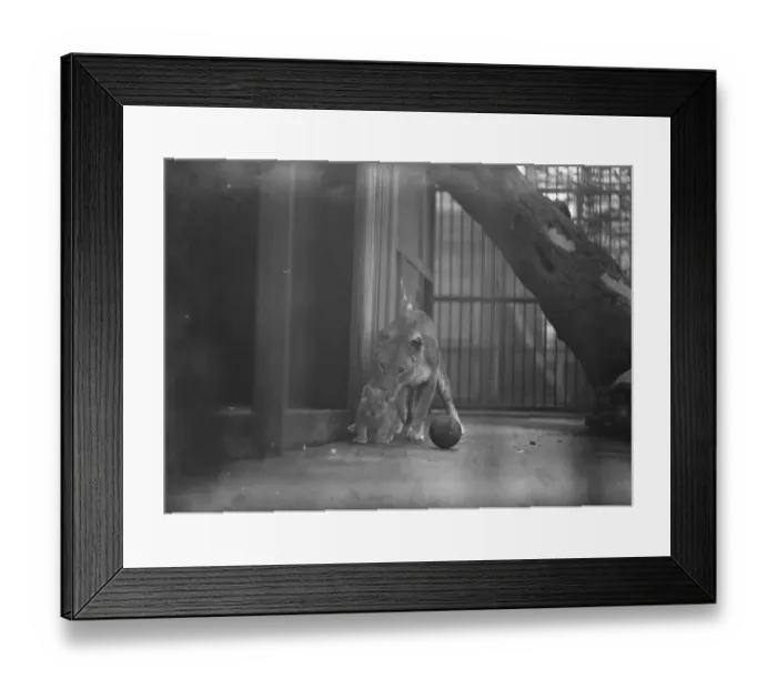 Framed Print : Come in at once lioness does not believe in ball games for cubs One of the lion Framed Print : Come in at once lioness does not believe in ball games for cubs One of the lion