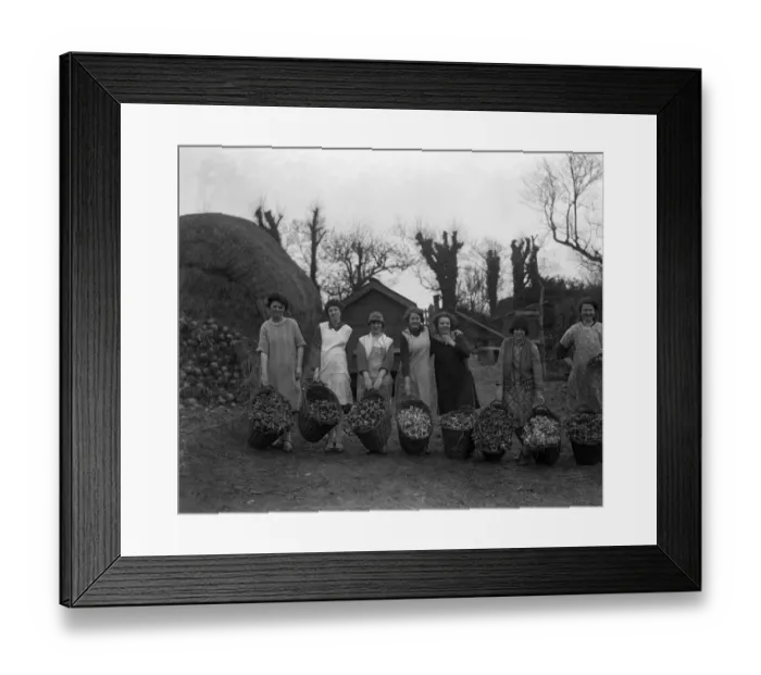 Framed Print : The women pickers of the spring flower harvest at Mousehole, Cornwall, show their