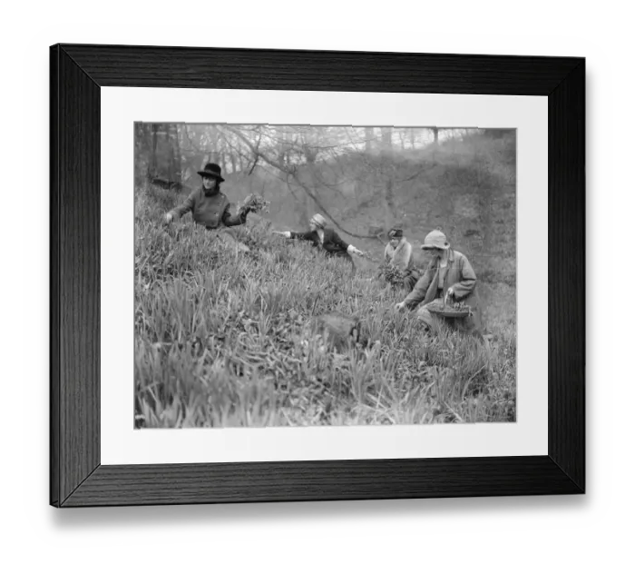 Framed Print : Daffodil Valley, Godshill, Isle of White, where visitors may pick as many flowers