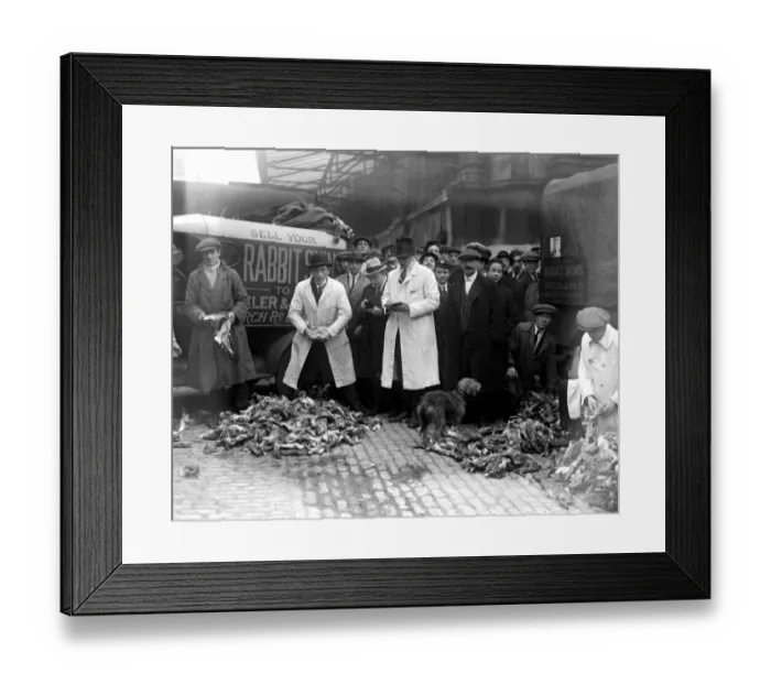 Framed Print : A busy scene at Rabbit skin Corner, Smithfield Market where thousands of skins Framed Print : A busy scene at Rabbit skin Corner, Smithfield Market where thousands of skins