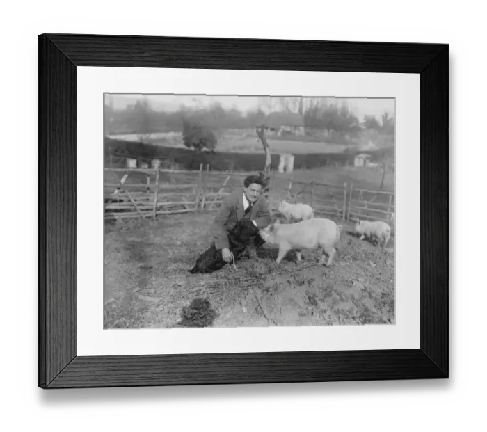 Framed Print : Popular Actorss Farm Mr Henry Ainley devotes his spare time on his farm at Chart Lodge Framed Print : Popular Actorss Farm Mr Henry Ainley devotes his spare time on his farm at Chart Lodge