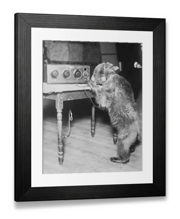 Framed Print : The Radio Bear. One of Brekers trained bears finds time in between performances