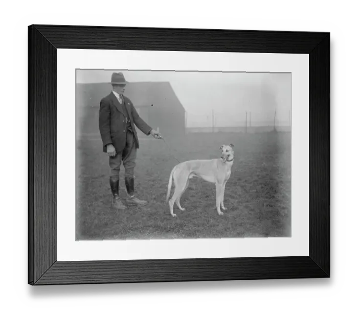 Framed Print : Waterloo Cup aspirants. Flattering Forecasts. 10 February 1923 Framed Print : Waterloo Cup aspirants. Flattering Forecasts. 10 February 1923
