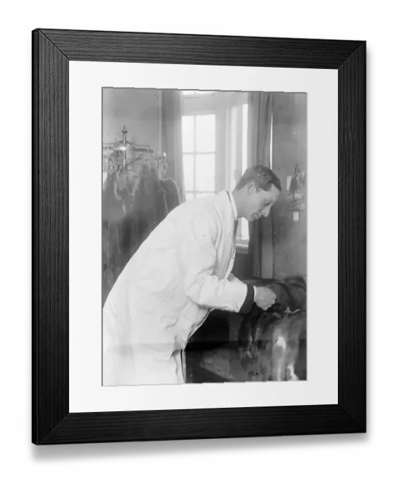 Framed Print : Lord Victor Paget as a furrier in a Hanover Square Salon. Lord Victor Paget examining Framed Print : Lord Victor Paget as a furrier in a Hanover Square Salon. Lord Victor Paget examining