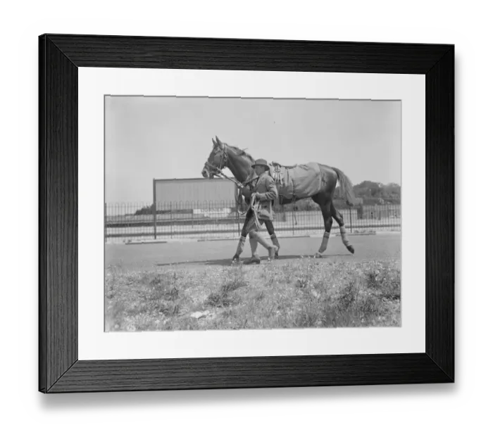 Framed Print : Derby favourite arrives at Epsom. St Louis, at present favourite for the Derby Framed Print : Derby favourite arrives at Epsom. St Louis, at present favourite for the Derby