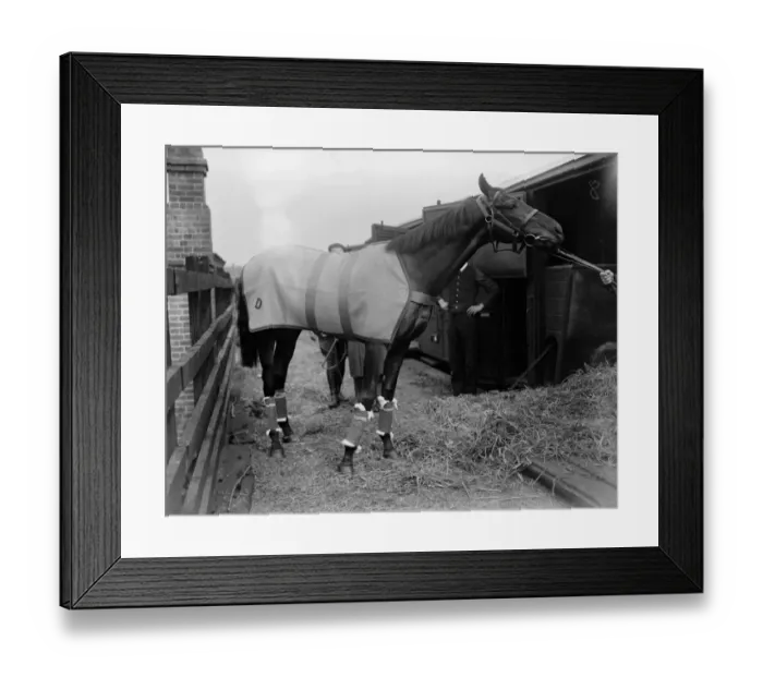 Framed Print : The Derby favourite leaves for Epsom. Salmon Trout, owned by the Aga Khan Framed Print : The Derby favourite leaves for Epsom. Salmon Trout, owned by the Aga Khan