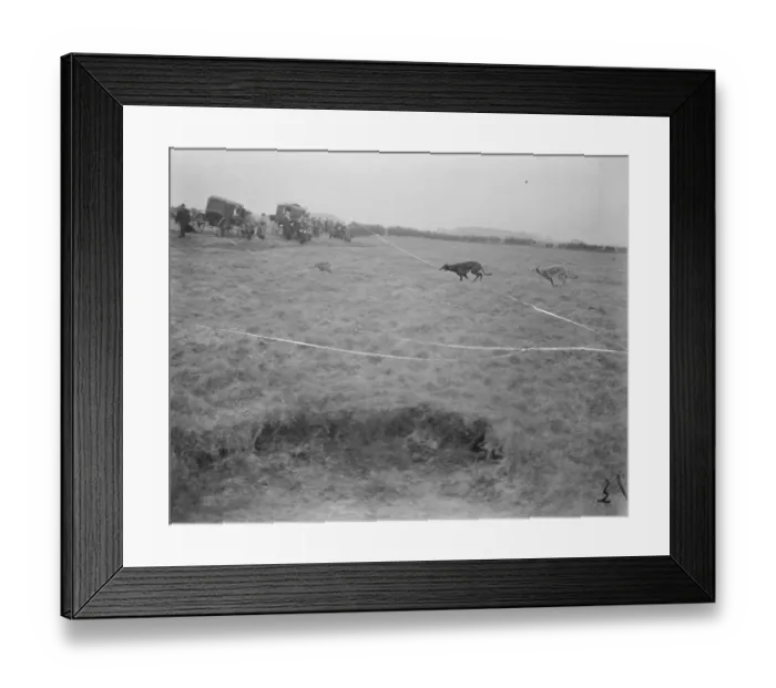 Framed Print : The Waterloo Cup at Altcar A striking photograph obtained at Waterloo Cup Meeting Framed Print : The Waterloo Cup at Altcar A striking photograph obtained at Waterloo Cup Meeting