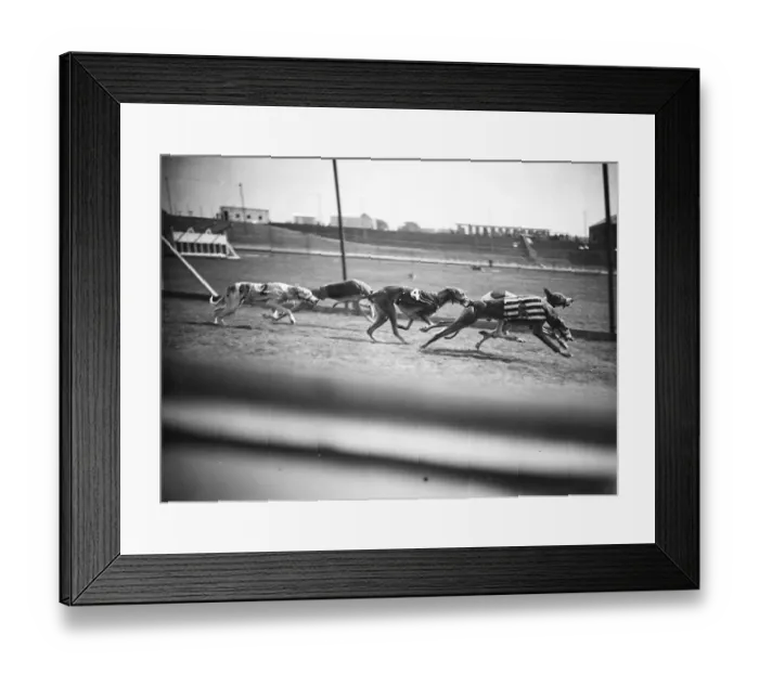 Framed Print : Preparing for the opening of the new greyhound racing track at Harringay. A fine Framed Print : Preparing for the opening of the new greyhound racing track at Harringay. A fine