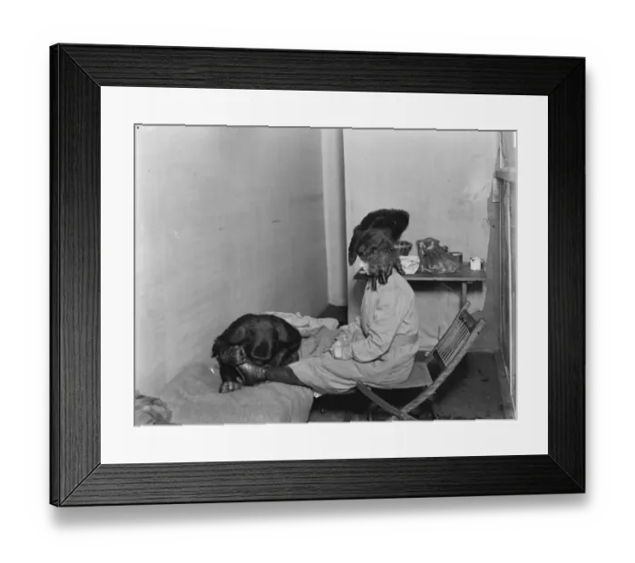 Framed Print : The only gorilla in captivity at the Olympia. 2 January 1920