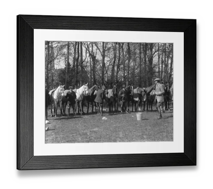 Framed Print : Polo at the Roehampton Club - waiting Polo ponies being watered Framed Print : Polo at the Roehampton Club - waiting Polo ponies being watered
