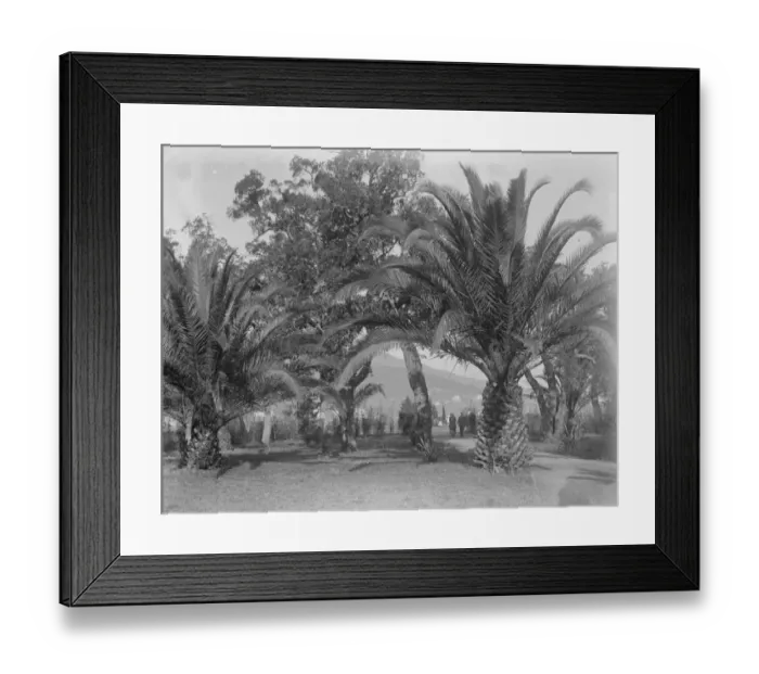 Framed Print : Golf at Cannes. General view of the first tee from the club house. 21 January 1921