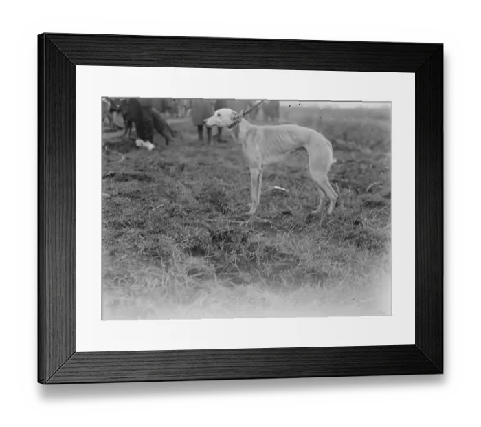 Framed Print : The Waterloo Cup at Altcar Mrs W Beers Fighting Force the winner of the Waterloo Framed Print : The Waterloo Cup at Altcar Mrs W Beers Fighting Force the winner of the Waterloo
