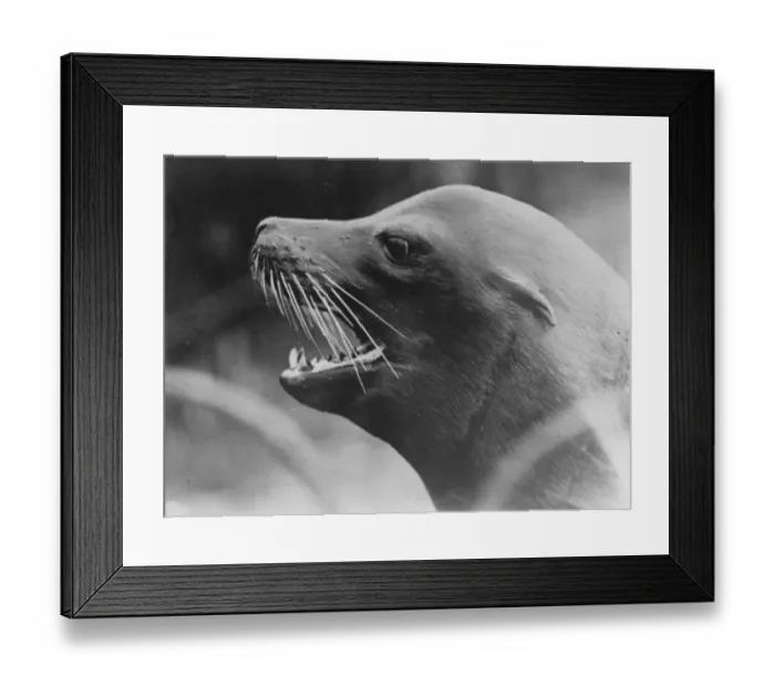 Framed Print : At the Zoo The seal 13 January 1928 Framed Print : At the Zoo The seal 13 January 1928