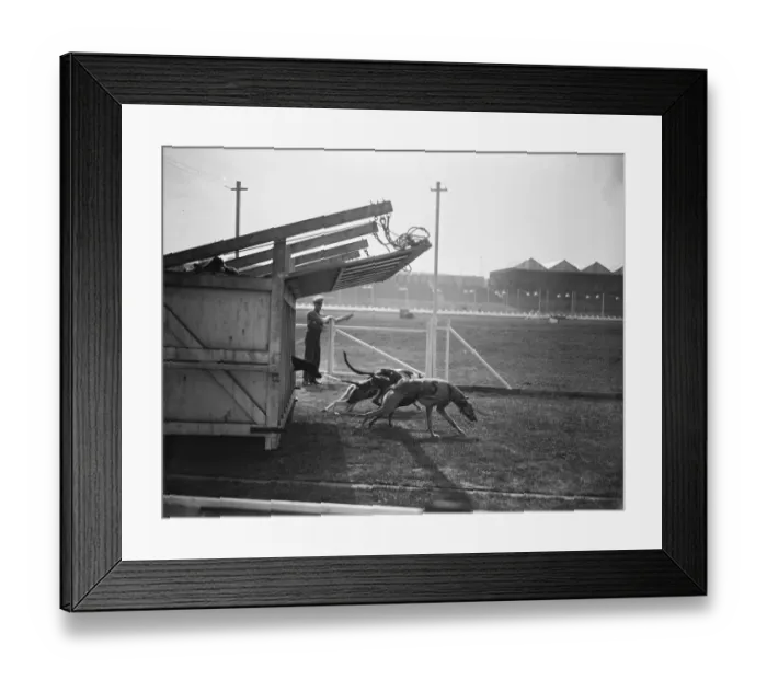 Framed Print : After the starting gate has risen. The starting gate has been lifted and the greyhounds Framed Print : After the starting gate has risen. The starting gate has been lifted and the greyhounds