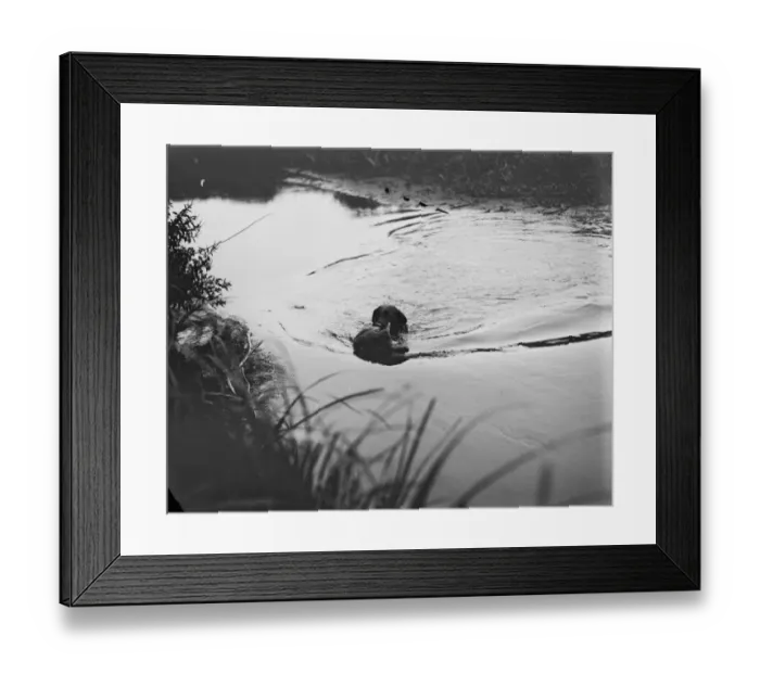 Framed Print : Herts, beds and bucks retriever trials at Hatfield. Mr R G Heatons shot Framed Print : Herts, beds and bucks retriever trials at Hatfield. Mr R G Heatons shot