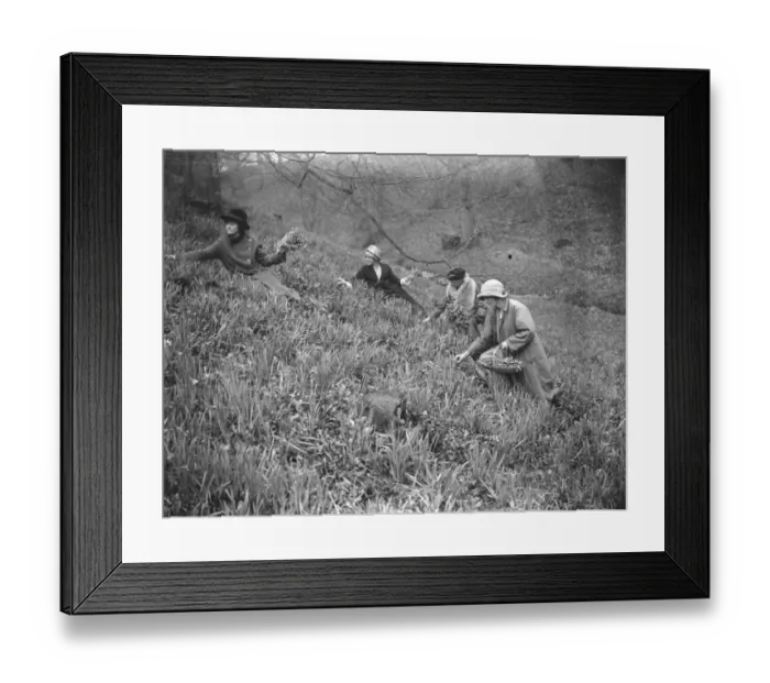Framed Print : Daffodil Valley, Godshill, Isle of White, where visitors may pick as many flowers