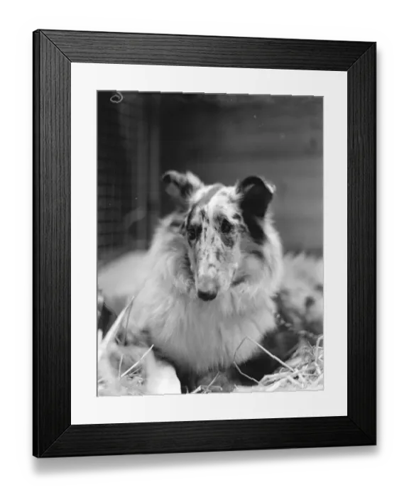 Framed Print : Kennel Club Exhibition at the Crystal Palace. Rev T Salters collie, Mountshannon
