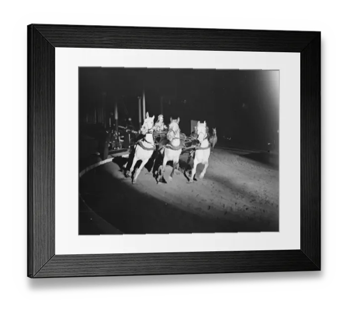 Framed Print : Wonders of the Imperial Circus at the Crystal Palace. Miss Polly Ginnett driving Framed Print : Wonders of the Imperial Circus at the Crystal Palace. Miss Polly Ginnett driving