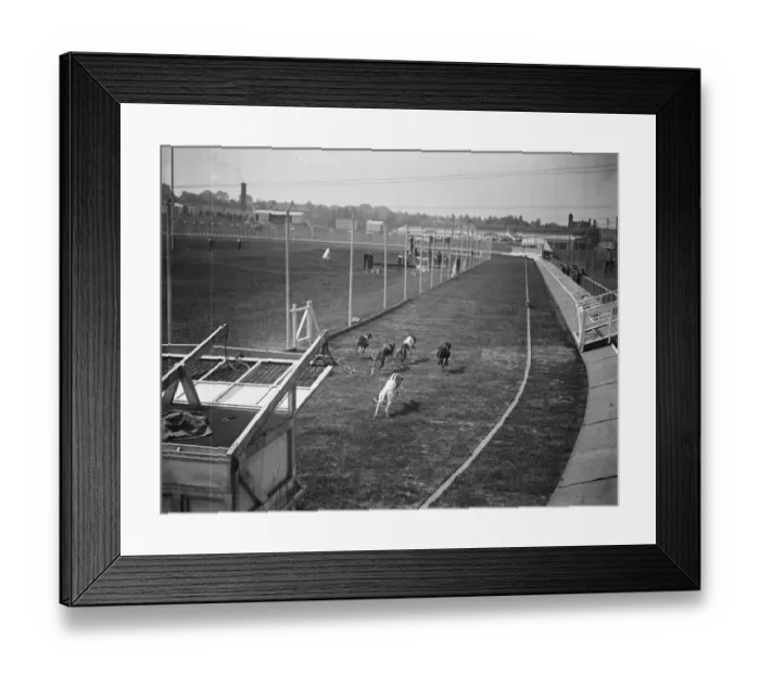 Framed Print : In full cry after the hare. A unusual photograph showing greyhounds in pursuit of the hare Framed Print : In full cry after the hare. A unusual photograph showing greyhounds in pursuit of the hare