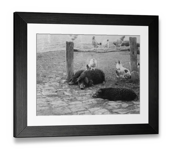 Framed Print : Mesokovesd, Hungary. Around the herdsmans hut are several domestic animals. Judging Framed Print : Mesokovesd, Hungary. Around the herdsmans hut are several domestic animals. Judging