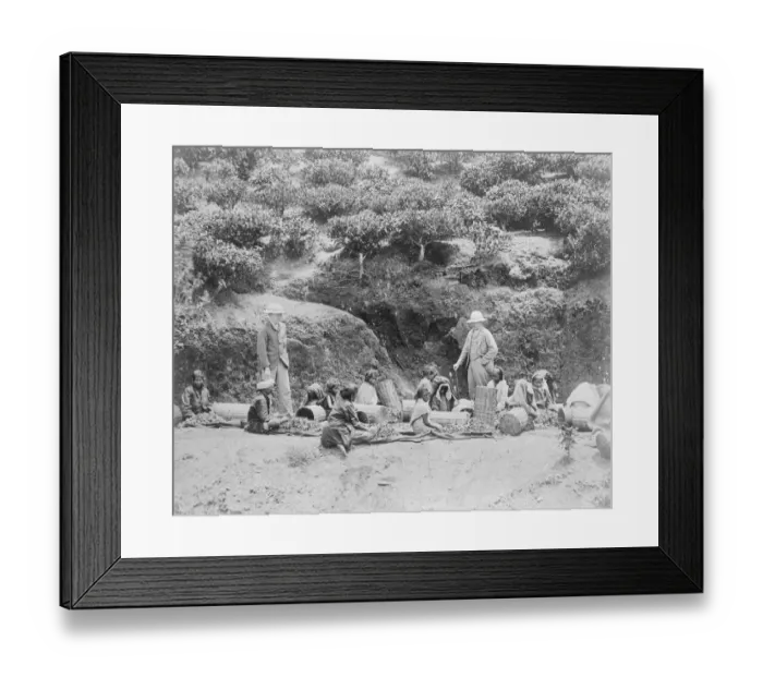 Framed Print : Sorting tea in Ceylon. 23 March 1923