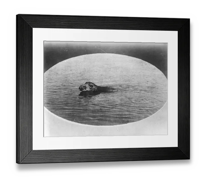 Framed Print : Will a tapir take to water ? This photograph, taken in Brazil by a member of