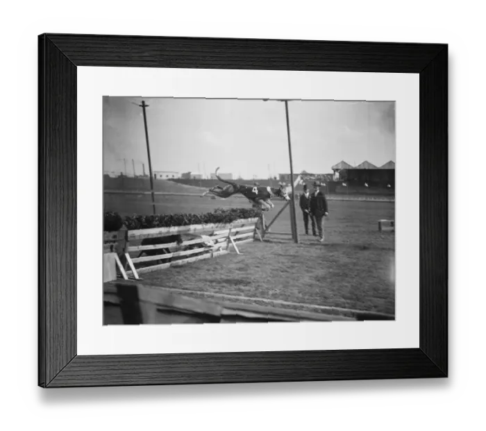 Framed Print : Trials at Harringay greyhound course. One of the dogs taking a hurdle. 24 August 1927 Framed Print : Trials at Harringay greyhound course. One of the dogs taking a hurdle. 24 August 1927