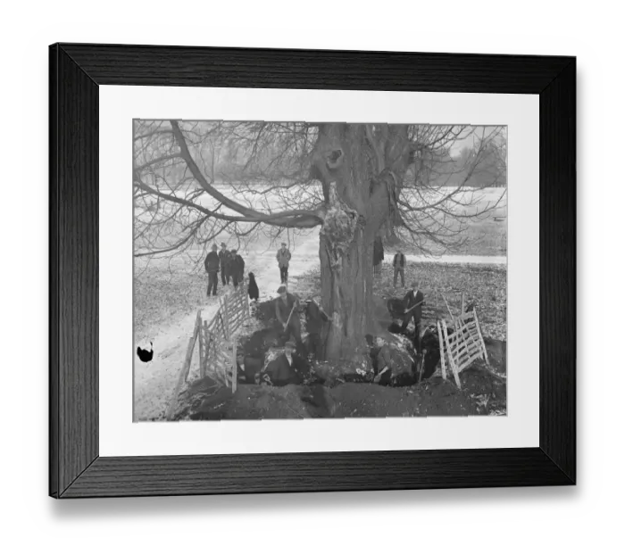 Framed Print : Pulling down 300 year old trees in Bushy Park, London, that had become dangerous Framed Print : Pulling down 300 year old trees in Bushy Park, London, that had become dangerous