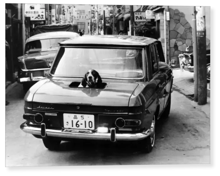 Print : 13 NOVEMBER 1964 Only the boot of this Tokyo car is convertible. This lucky pointer Print : 13 NOVEMBER 1964 Only the boot of this Tokyo car is convertible. This lucky pointer