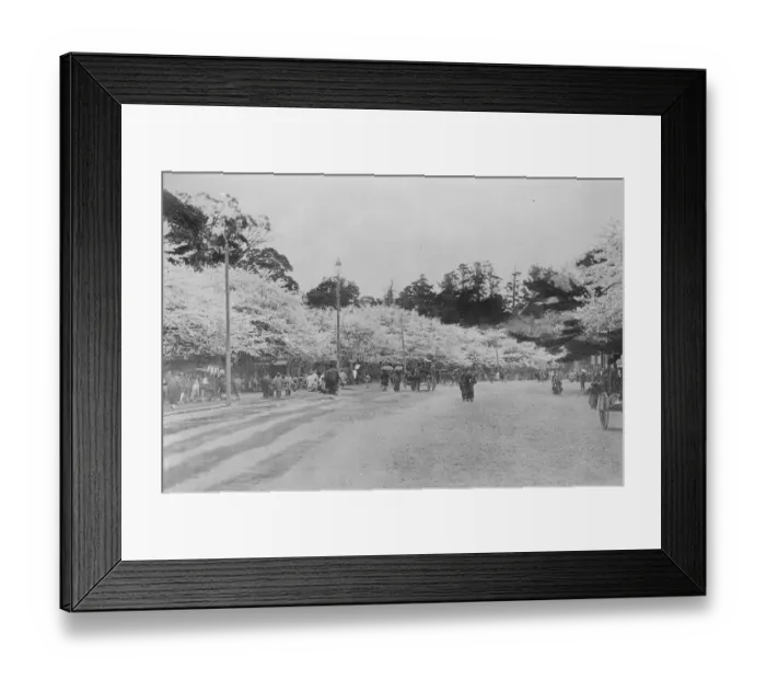 Framed Print : Tokyo Japan. The main road through Uyeno Park showing cherry trees in blossom 31 Framed Print : Tokyo Japan. The main road through Uyeno Park showing cherry trees in blossom 31