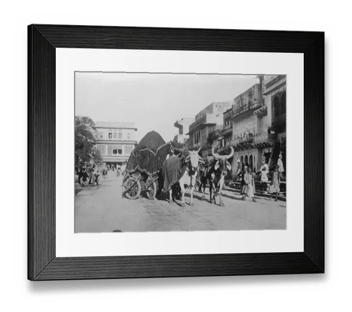 Framed Print : Poor substitute for the touring car. A picturesque bullock ekka, photographed Framed Print : Poor substitute for the touring car. A picturesque bullock ekka, photographed