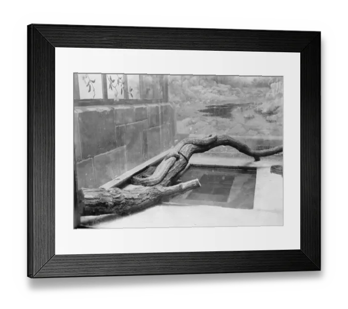 Framed Print : At the Zoo Boa or a python 13 January 1928