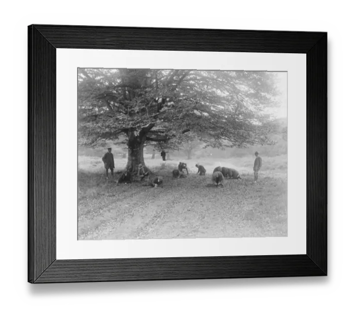 Framed Print : At Brockenhurst in the New Forest, Hampshire, the Forestry Commissions School Framed Print : At Brockenhurst in the New Forest, Hampshire, the Forestry Commissions School