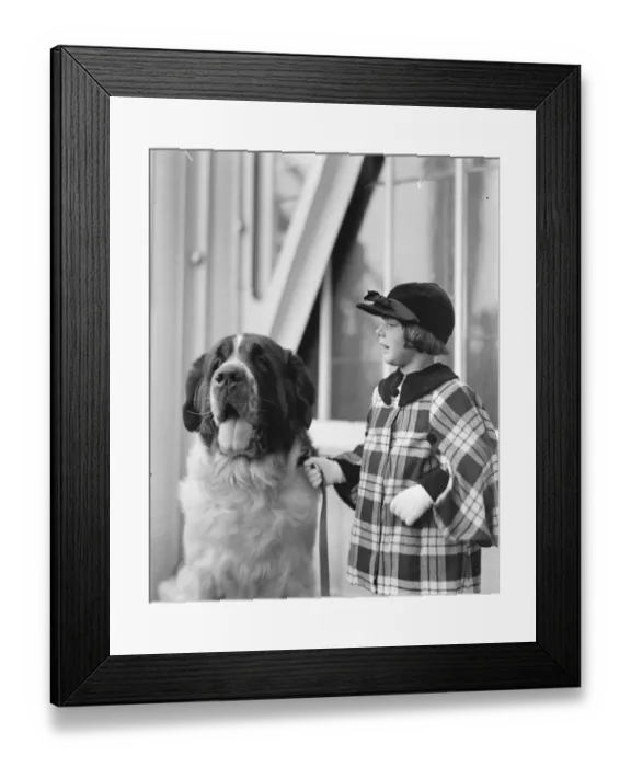 Framed Print : The Pearl and the girl. St Sebastian Pearl, a fine St Bernard, photographed