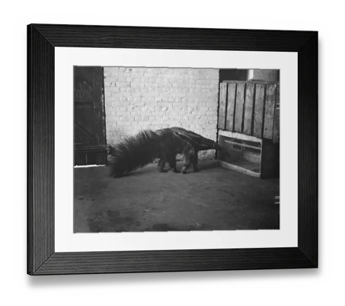 Framed Print : He fights the tiger An ant eater which has just reached London from Brazil. This Framed Print : He fights the tiger An ant eater which has just reached London from Brazil. This