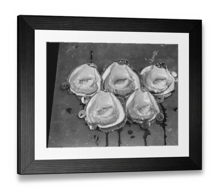 Framed Print : Oysters open in their shells. 10 September 1925