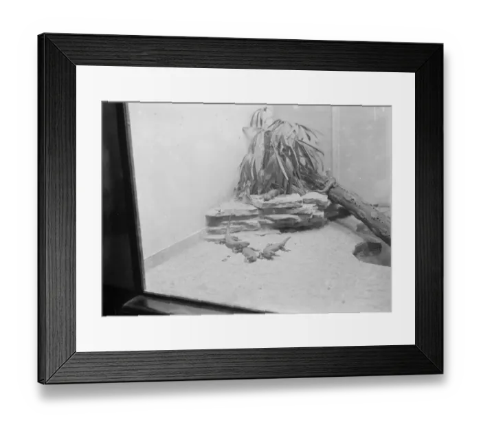 Framed Print : At the Zoo Lizards 13 January 1928 Framed Print : At the Zoo Lizards 13 January 1928