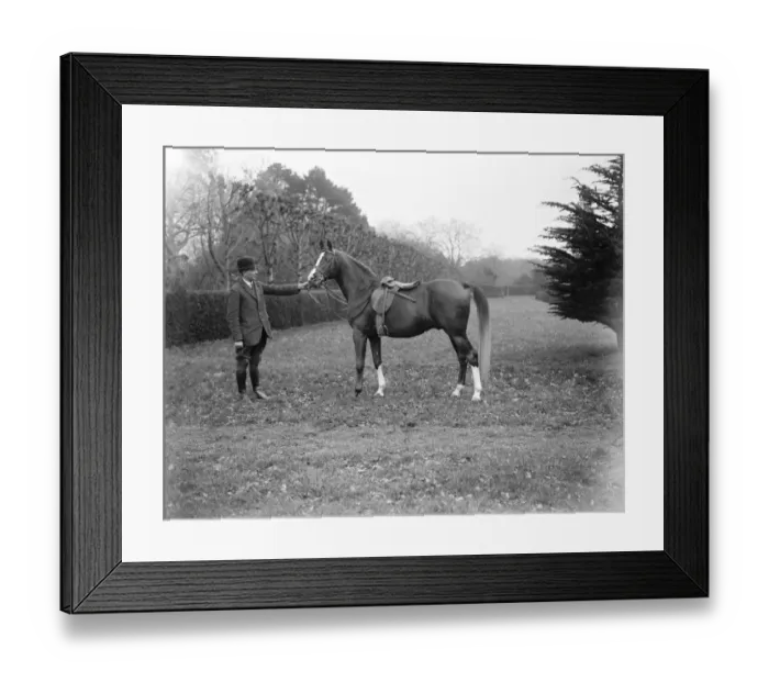 Framed Print : Lady Wentworths Arab Thouroughbreds Lady Wentworth, famous as a breeder of Arab Framed Print : Lady Wentworths Arab Thouroughbreds Lady Wentworth, famous as a breeder of Arab